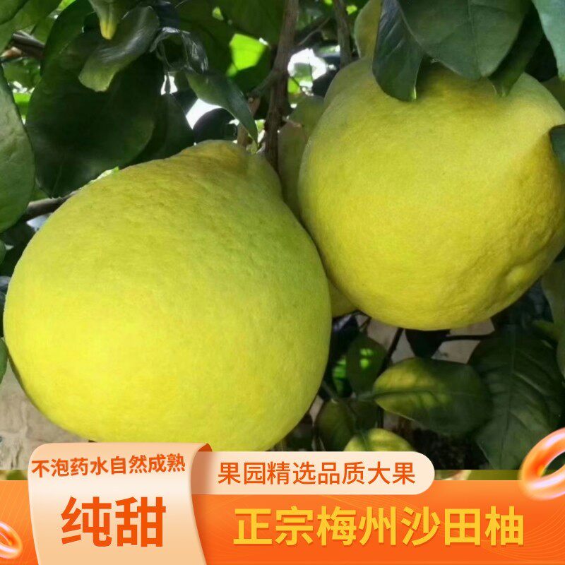 正宗梅州沙田柚纯甜柚子新鲜水果非白心蜜柚产地直发精选大果包邮