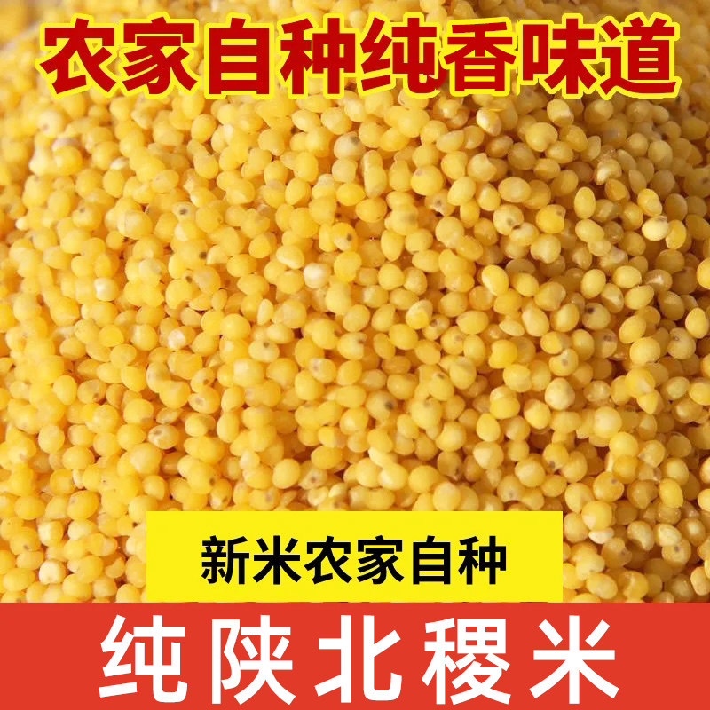 25年新硬糜子米陕北稷子米不粘硬黄米摊黄炒米酸粥蒸煮捞饭蒙古米