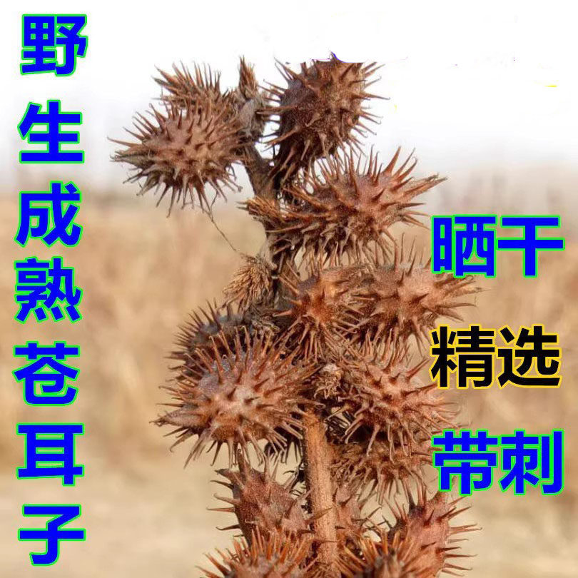 野苍耳子成熟带刺苍耳鼻塞流鼻涕泡脚炒苍耳油中药材一斤装包邮