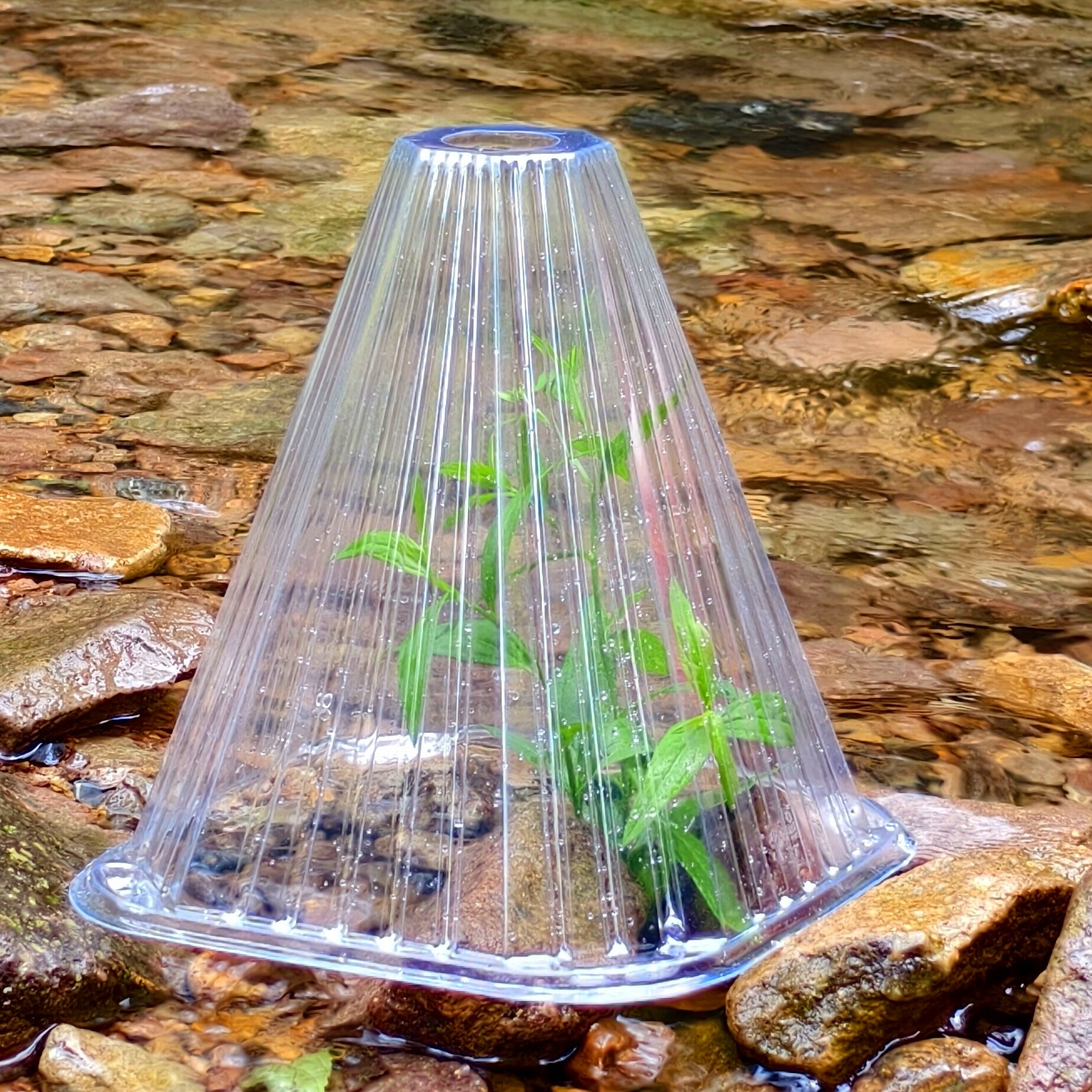 1920锥形透明加厚植物育苗罩加仑盖透气保护罩保温闷养园林花卉