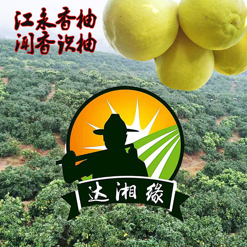 湖南永州江永香柚新鲜水果老树沙田柚冰糖柚