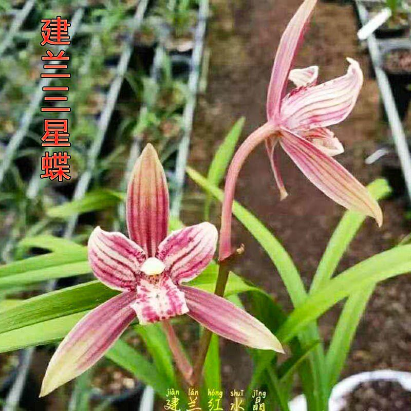 带多花苞 红水晶龙 建兰三星蝶 浓香四季兰花苗水晶艺之恋
