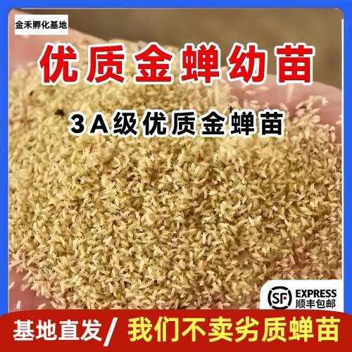 金蝉幼苗知了猴幼苗结喽龟幼苗爬叉养殖金蝉种卵孵化好蝉卵批发