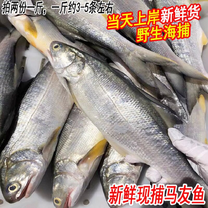 鲜活野生午鱼新鲜海鱼马友鱼海钓海捕午笋鱼深海鲜水产1斤约3-5条