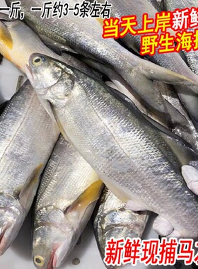 鲜活野生午鱼新鲜海鱼马友鱼海钓海捕午笋鱼深海鲜水产1斤约3-5条