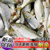 新鲜鲜活鲥鱼野生海鲫鱼一斤约4 5条左右鱼类海鱼连云港海鲜水产