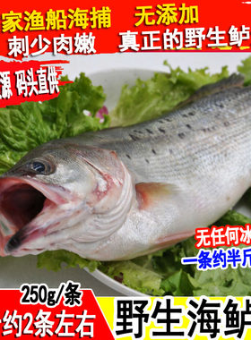 海鲈鱼鲜活野生七星鲈鱼新鲜深海捕海鱼花鲈鱼海鲜水产1斤约2-3条