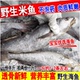 新鲜米鱼鳘鱼鲜活大鮸鱼敏鱼一斤约1 2条深海鱼海鲜水产拍二份1斤