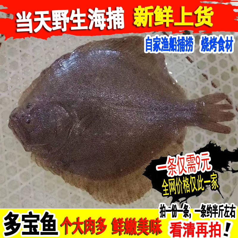 多宝鱼鲜活野生新鲜石斑鱼比目鱼花岗鱼江鱼海鱼半斤1条海鲜水产