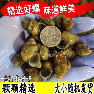 野生螺蛳鲜活田螺活体新鲜石螺泥螺螺蛳粉螺丝肉捞汁麻辣海鲜水产