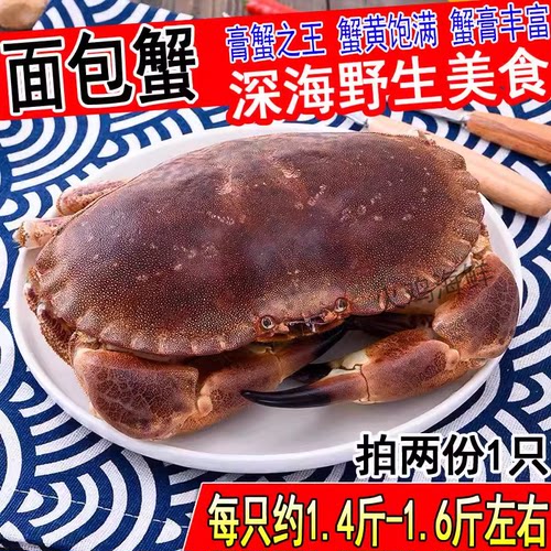 面包蟹黄金蟹鲜活1只约1.4-1.6斤