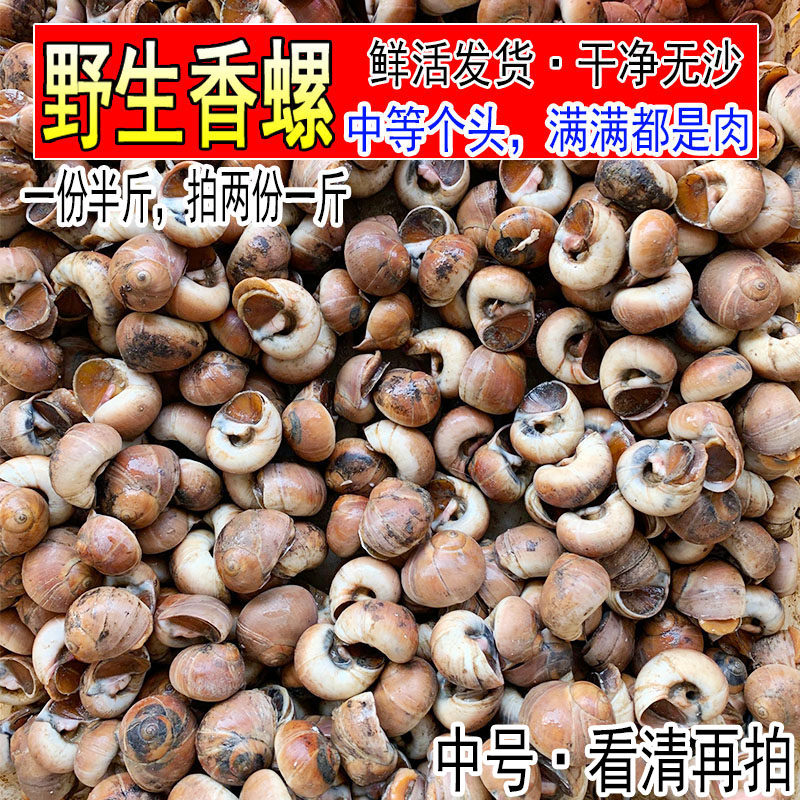 野生鲜活中号香螺红香螺新鲜甜螺特黄香玉螺肚脐螺猫眼螺海鲜水产