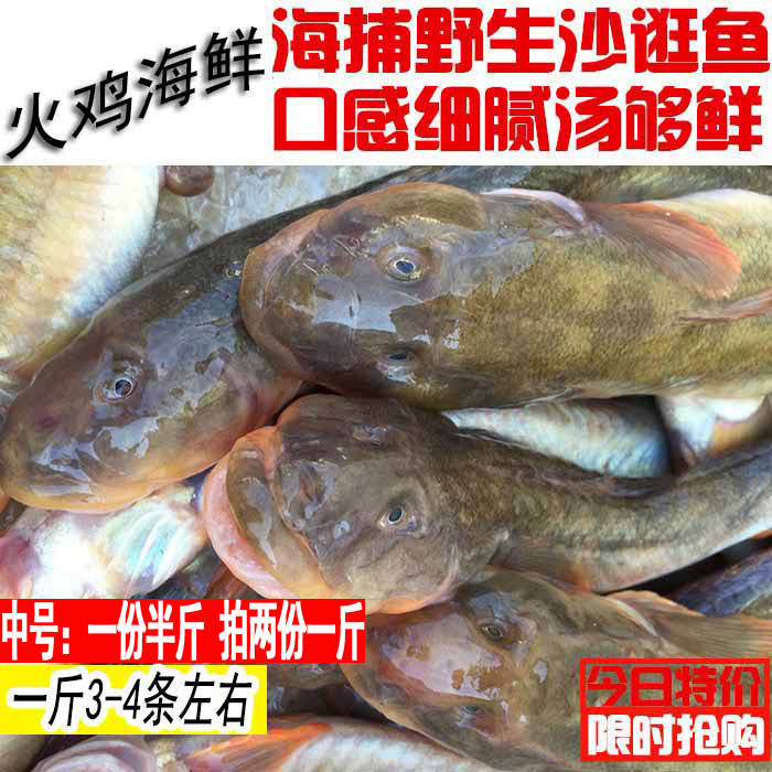 中号野生鲜活沙光鱼连云港海鲜新鲜沙逛鱼小龙鱼鲶鱼赛龙王扔巴鱼