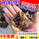 大海螺鲜活野生新鲜中号海螺1斤4 6个海鲜大咖贝类连云港海鲜水产