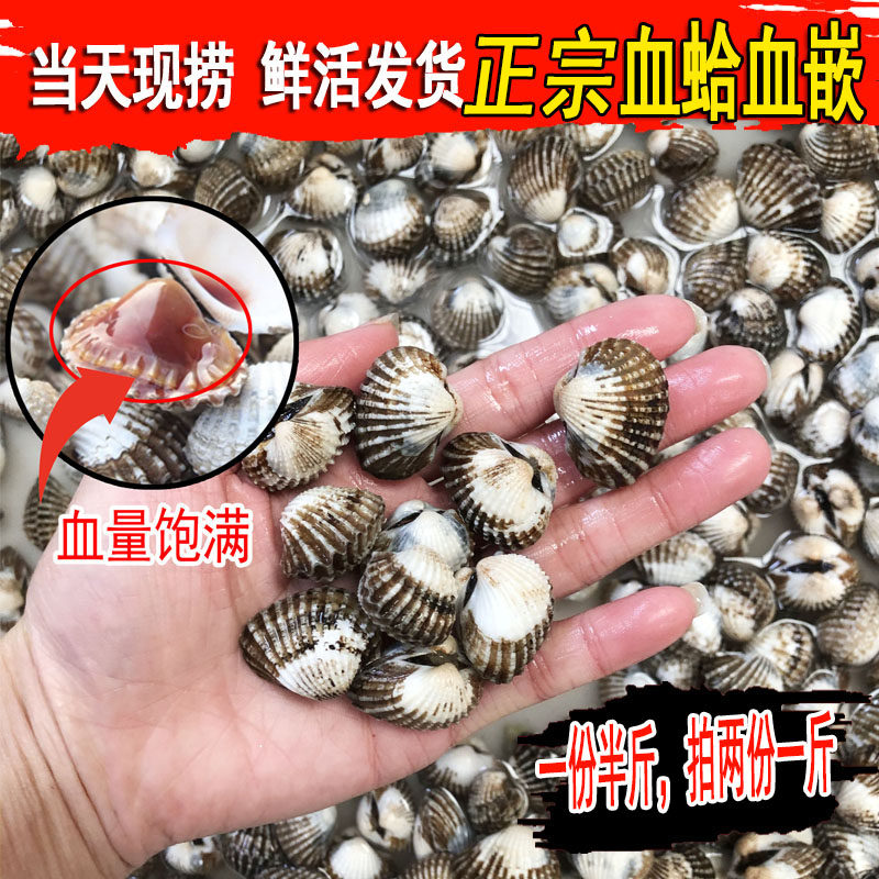 血蛤蜊野生鲜活毛蛤新鲜血钳贝壳类海鲜水产1斤约70-90粒拍2份1斤