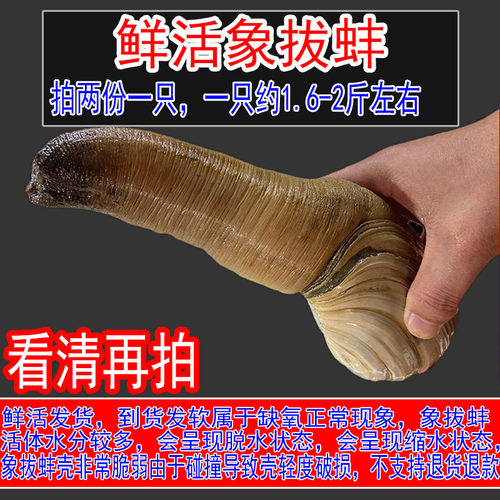 象拔蚌象鼻蚌鲜活1只约1.6-2斤