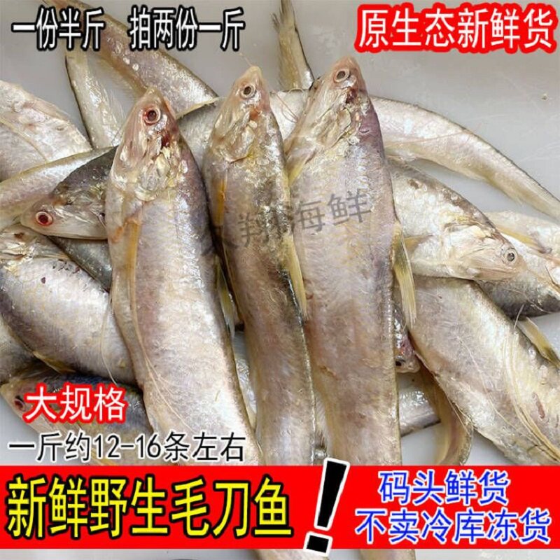 鲜活大毛刀鱼野生新鲜凤尾鱼刨花鱼毛鱼毛花鱼鲜鱼海鲜水产2份1斤