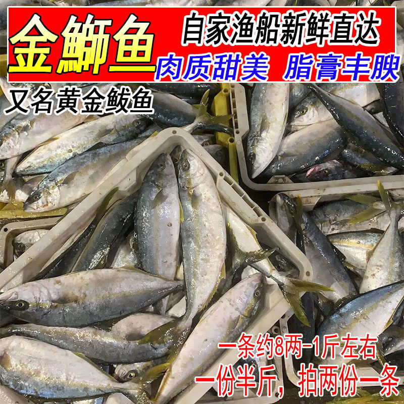 黄金鲅鱼新鲜海鱼鲜活黄鰤鱼青甘鱼非燕鲅非马鲛鱼油甘鱼拍2份1条