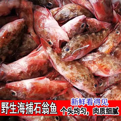 新鲜海钓石翁鱼野生石九公鲜活海捕虎头鱼石公格小石斑鱼海鲜水产