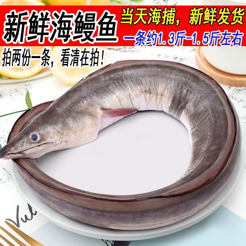 野生新鲜鳗鱼整条鲜活深海海鳗鱼白鳝白鳗海鲜水产1条约1.3-1.5斤