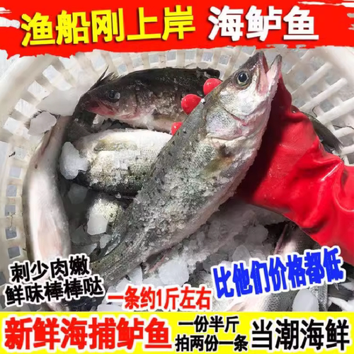 海鲈鱼新鲜鲜活海鱼一条约一斤