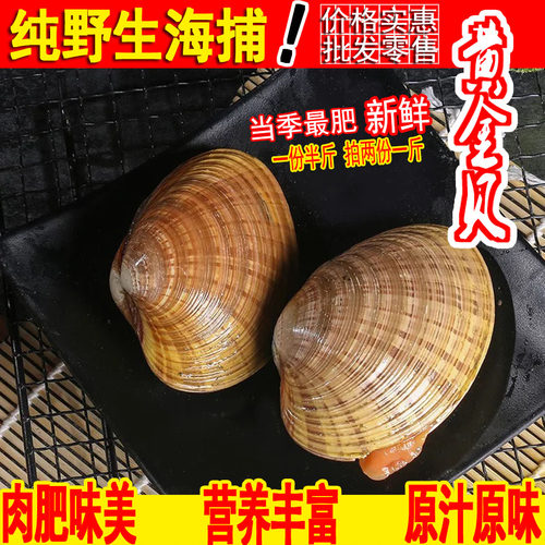 黄金贝大纹贝黄蚬大海贝鲜活贝类