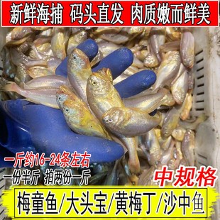 东海新鲜梅童鱼小眼鱼梅鱼1斤约16-24条烧烤海鲜活鲜水产拍2份1斤