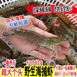 野生鲜活海虾新鲜对虾超大基围虾大青虾明虾连云港海鲜水产250克