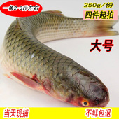 野生鲜活海鲜水产海梭鱼红眼鱼 海鱼 新鲜乌头 梭子鱼 鲻鱼连云港