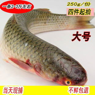 野生鲜活海鲜水产海梭鱼红眼鱼 梭子鱼 鲻鱼连云港 新鲜乌头 海鱼