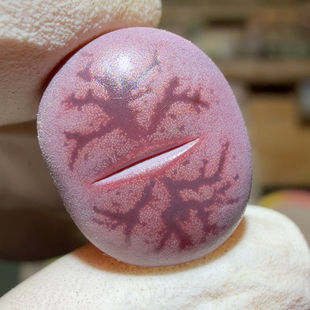 8756紫色闪电纹兰花窗一箭之遥