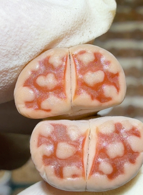 6469绝绝子红眼睛熊猫花纹母本