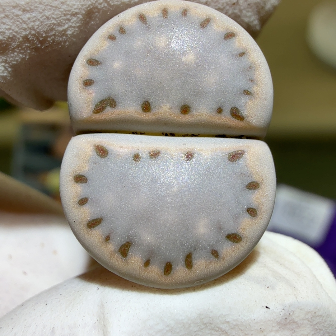 3971母本饼干尺寸1.9粗点纹金边蓝糖霜漫画