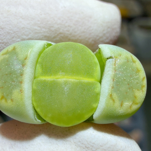 6325绝绝子丝绒绿饼干净窗