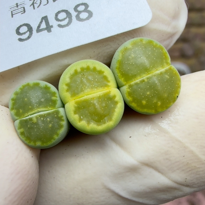 9498三色渐变满天星