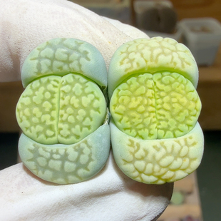 7898母本绿孔雀石密纹奶霜尺寸1.5开播福利买一送一