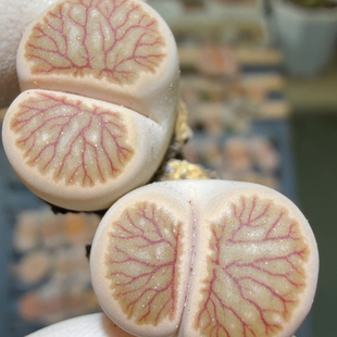 6305绝绝子毛细血管菊星空全连纹