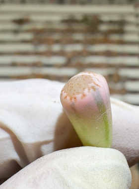 6489拉丝锦草莓饼干