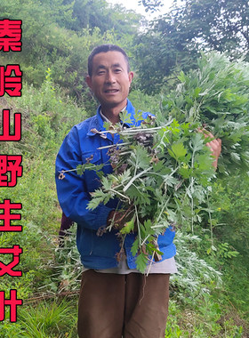 野生艾叶泡脚秦岭三年陈艾绒艾灸