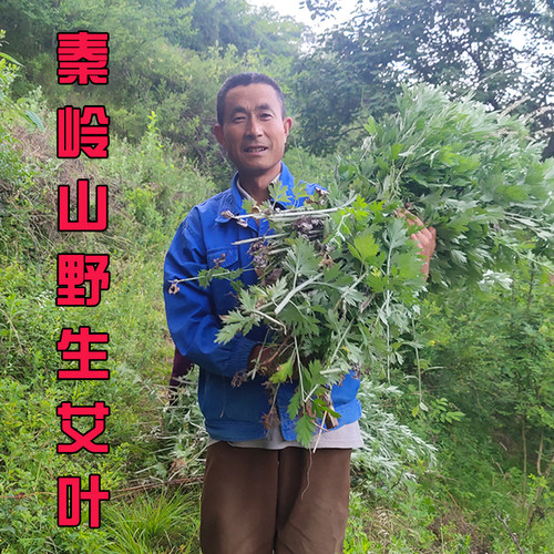 野生艾叶泡脚秦岭三年陈艾绒艾灸