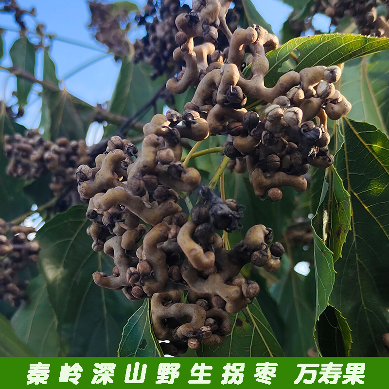 新鲜万寿果鸡爪梨中国药材拐枣