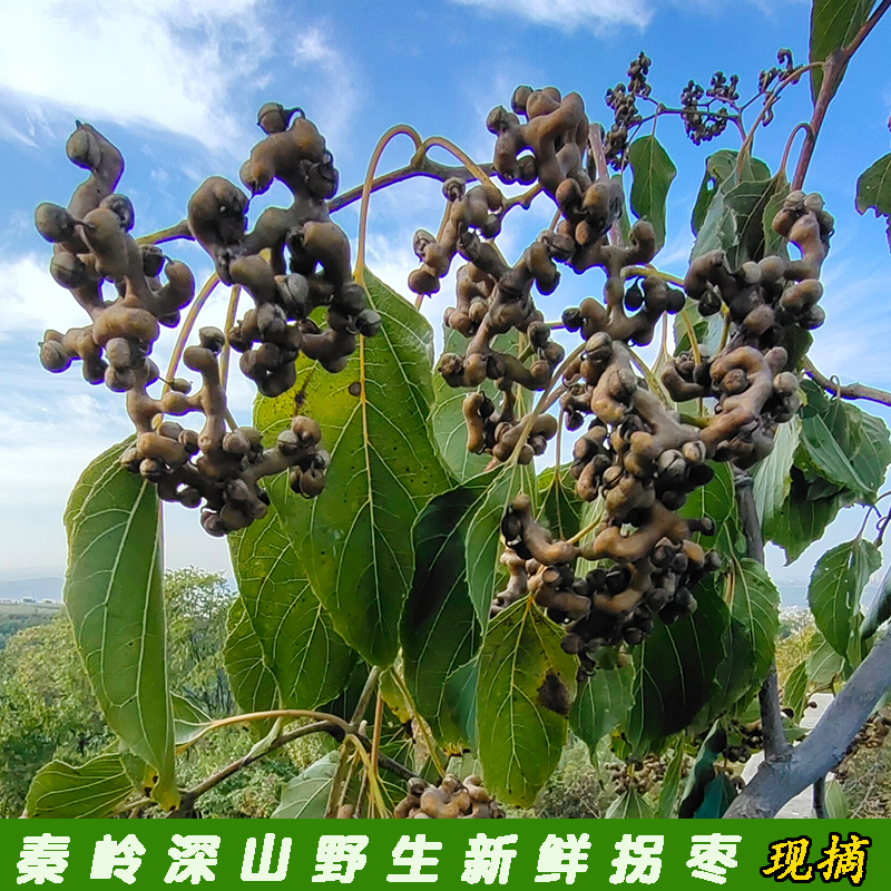 秦岭野生现摘新鲜拐枣万寿果泡酒