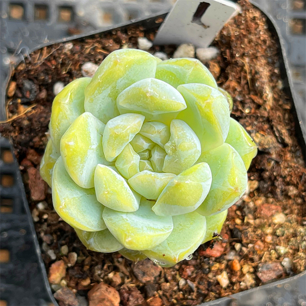 18粉蓝鸟映月台红女王玫瑰冰橙熊童子娜娜小勾多肉植物一物一拍