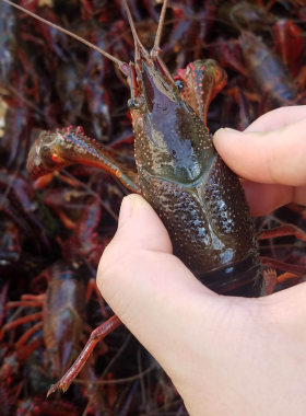 小龙虾虾苗本地养殖小苗活种虾幼苗抱卵母淡水带籽红壳青苗活苗红