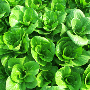 安徽农家自种新鲜青菜蔬菜矮脚黄露天霜冻大白菜油菜苔微甜5斤装