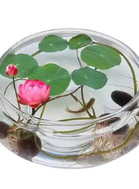 无注册商标玻璃花瓶碗莲铜钱草