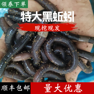 广地龙特大号蚯蚓臭蚯蚓广西黑蚯蚓下黄鳝钓鱼红鲳鱼叉尾鲜活鱼饵