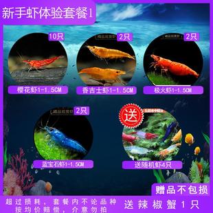 虾鲜活观赏虾淡水黑壳虾樱花虾极火虾蓝宝石小型除藻虾宠物冷水虾