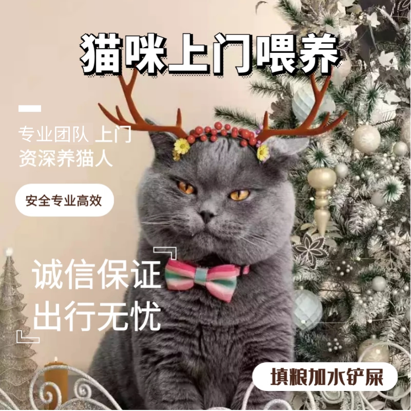 北京上门喂猫猫咪上门喂猫服务喂养猫咪上门铲屎换水代养代喂服务