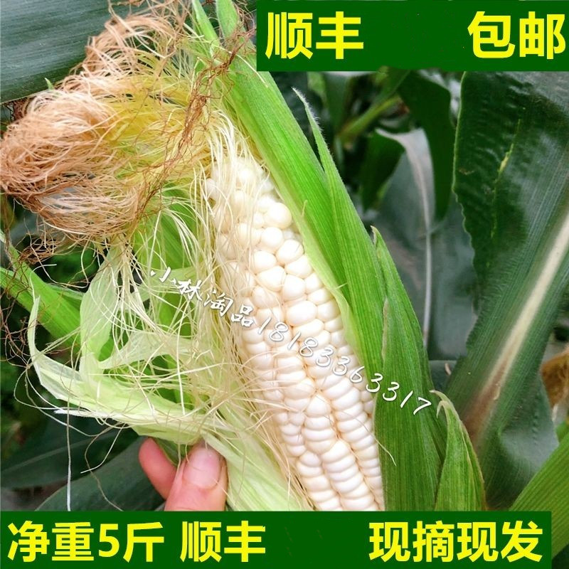 小林淘品糯米玉米酒米包谷甜玉米四川乐山农家自种现摘顺丰包邮